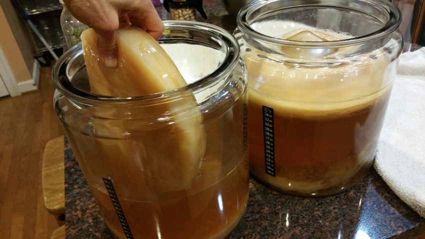 Big SCOBY for Kombucha... plenty to share!