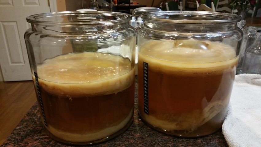 Two gallon glass jars for brewing kombucha.